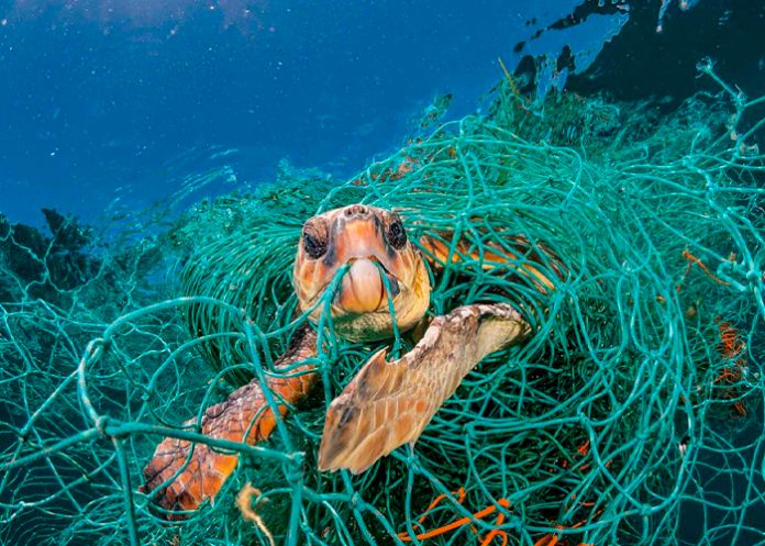 Hallan a tres tortugas vivas atrapadas en redes de pesca en El Salvador