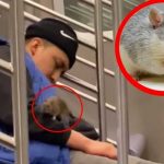 Tremenda rata se sube a un hombre mientras viajaba dormido en un metro