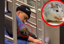 Tremenda rata se sube a un hombre mientras viajaba dormido en un metro Tremenda rata se sube a un hombre mientras viajaba dormido en un metro