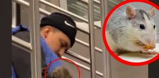 Tremenda rata se sube a un hombre mientras viajaba dormido en un metro