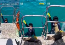 En video quedó captado el momento donde un tiburón atacó a un niño En video quedó captado el momento donde un tiburón atacó a un niño