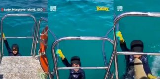 En video quedó captado el momento donde un tiburón atacó a un niño