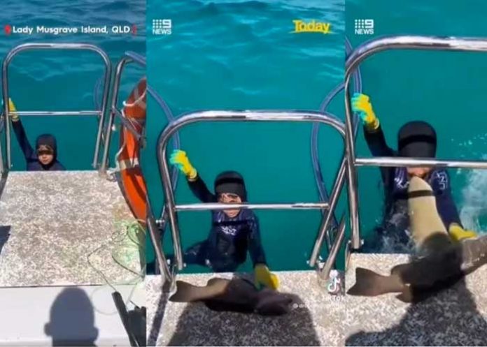 En video quedó captado el momento donde un tiburón atacó a un niño