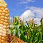 Foto: Nicaragua: Impulsando la Producción de Frijol y Maíz / TN8