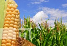 En Nicaragua la producción nacional de maíz alcanzó 8.4 millones de quintales en el 2022 Foto: Nicaragua: Impulsando la Producción de Frijol y Maíz / TN8