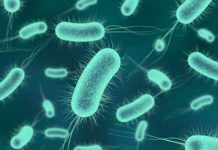 Crean antibiótico capaz de eliminar bacterias "intratables"