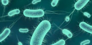 Crean antibiótico capaz de eliminar bacterias "intratables"