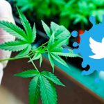 ¿Qué? Twitter ahora es la primera plataforma en permitir anuncios de marihuana Twitter "la primera plataforma en permitir anuncios de marihuana"