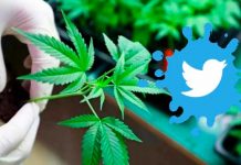 ¿Qué? Twitter ahora es la primera plataforma en permitir anuncios de marihuana Twitter "la primera plataforma en permitir anuncios de marihuana"