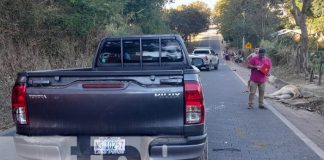 Foto: Animales en la vía continúan siendo un peligro en las carreteras de Nueva Segovia / TN8