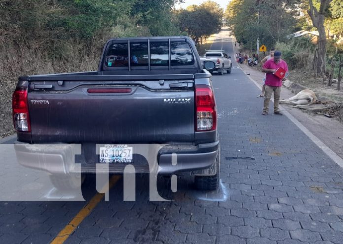 Foto: Animales en la vía continúan siendo un peligro en las carreteras de Nueva Segovia / TN8