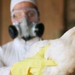 La OMS advierte que es necesario prepararse para una pandemia de gripe aviar.