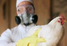 La OMS advierte que es necesario prepararse para una pandemia de gripe aviar La OMS advierte que es necesario prepararse para una pandemia de gripe aviar.