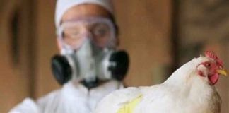 La OMS advierte que es necesario prepararse para una pandemia de gripe aviar.