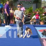 Foto: Jornada de salud animal "Pasarela con Animalitos", en Managua / TN8