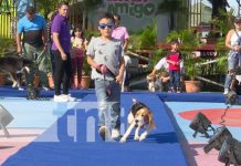 Jornada de salud animal «Pasarela con Animalitos», en Managua Foto: Jornada de salud animal "Pasarela con Animalitos", en Managua / TN8