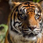 Indonesia: Tigre de Sumatra que dejó 6 personas heridas ya fue capturado