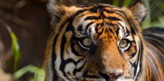 Indonesia: Tigre de Sumatra que dejó 6 personas heridas ya fue capturado