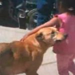 Niña se pierde y su perro no la abandona, guió a la policía hasta su hogar Perrito acompañó a niña perdida “Nunca se alejó”