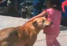 Niña se pierde y su perro no la abandona, guió a la policía hasta su hogar Perrito acompañó a niña perdida “Nunca se alejó”