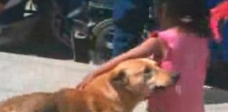 Perrito acompañó a niña perdida “Nunca se alejó”