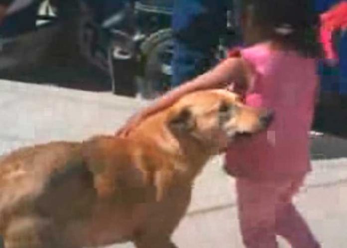 21 Perrito acompañó a niña perdida “Nunca se alejó”