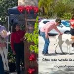 «Chavalo arrasa en redes» al regalarle a su novia un ternero en San Valentín Regala becerro por San Valentín a su novia