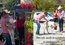 «Chavalo arrasa en redes» al regalarle a su novia un ternero en San Valentín Regala becerro por San Valentín a su novia