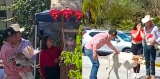 Regala becerro por San Valentín a su novia 