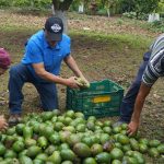 Finca lleva 42 años en la producción de aguacate Finca lleva 42 años en la producción de aguacate