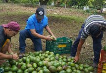 Finca lleva 42 años en la producción de aguacate Finca lleva 42 años en la producción de aguacate