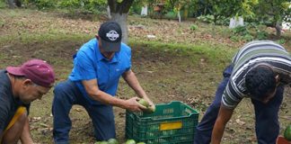 Finca lleva 42 años en la producción de aguacate