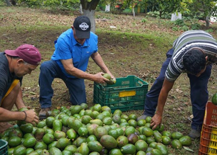Finca lleva 42 años en la producción de aguacate