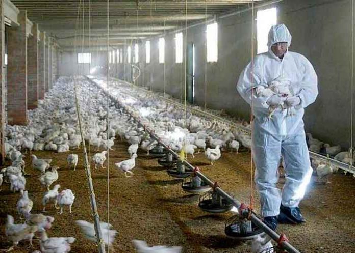 3 La OMS advierte que es necesario prepararse para una pandemia de gripe aviar.