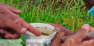 MINSA en vigilancia epidemiológica contra la malaria en Nueva Segovia