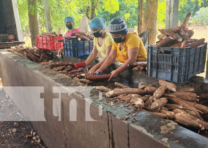 3 Foto: Productores de yuca generan empleo en la comunidad Chacraseca, en León / TN8
