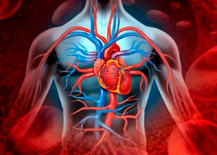 Descubren microplásticos en vasos sanguíneos humanos