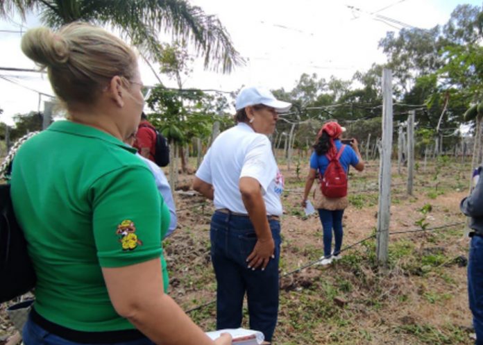 Realizan concurso nacional de Universidades verdes
