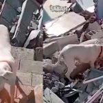 «Inigualable» perrito le lleva pan a su dueño atrapado en los escombros Perrito le lleva pan a su dueño atrapado