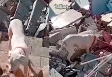 «Inigualable» perrito le lleva pan a su dueño atrapado en los escombros Perrito le lleva pan a su dueño atrapado