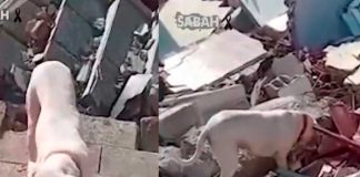 Perrito le lleva pan a su dueño atrapado