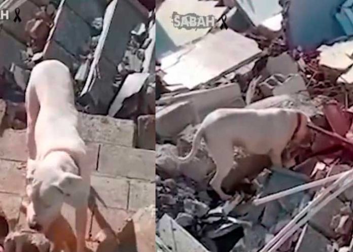 Perrito le lleva pan a su dueño atrapado