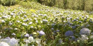 Vivero Mil Flores Rubí, un maravilloso lugar para conectar con la naturaleza