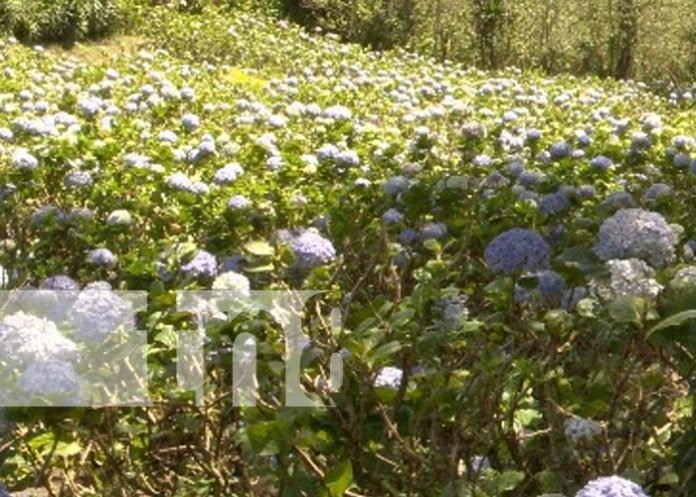 Vivero Mil Flores Rubí, un maravilloso lugar para conectar con la naturaleza