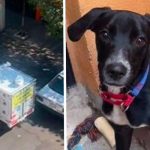 Familia busca a su perrito con camioneta y megáfono