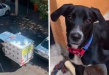 VIDEO: Familia conmueve buscando a su perrito con megáfono “A comer Bruno” Familia busca a su perrito con camioneta y megáfono