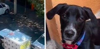 Familia busca a su perrito con camioneta y megáfono
