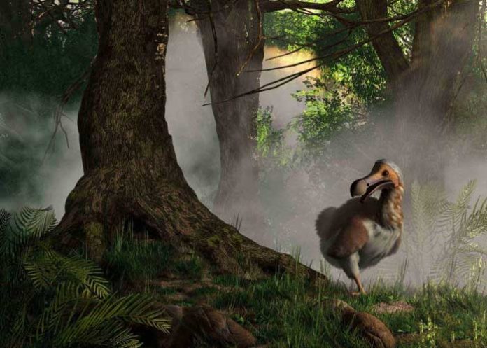 Científicos inician proyecto para resucitar al pájaro dodo