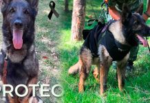 «Cumpliste» Muere Proteo, el perro que viajó a Turquía en misión de rescate Fallece perro mexicano rescatista que viajó a Turquía