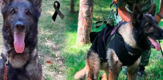 Fallece perro mexicano rescatista que viajó a Turquía